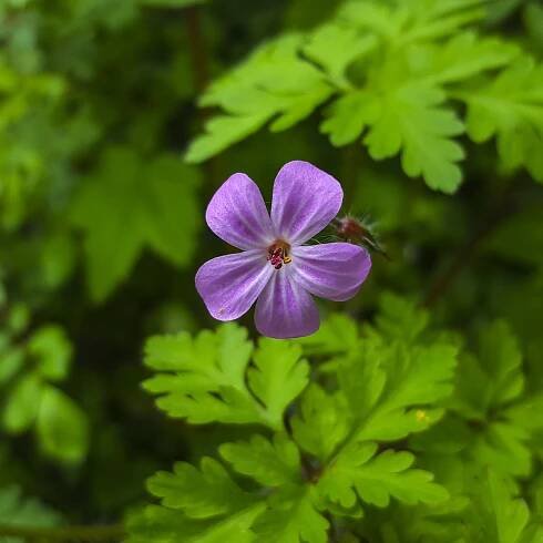 Kakost smrdutý - Geranium robertianum - semena - 10 ks