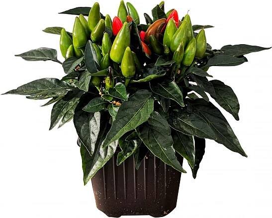 Chilli papričky pr. 11 cm nakoupit u OBI