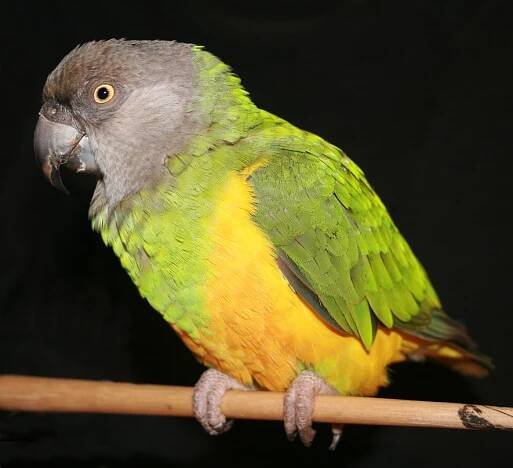 Senegalpapagei