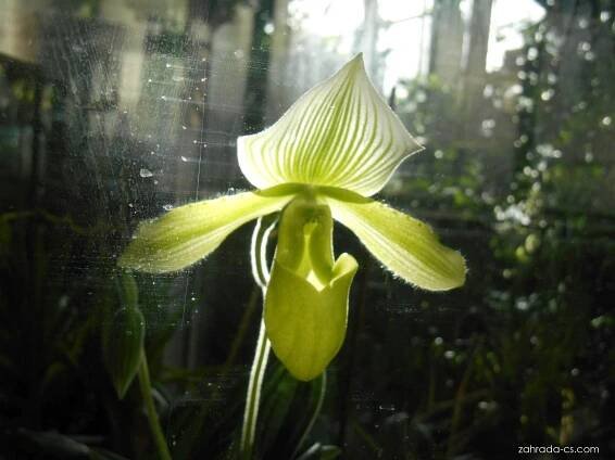 Střevíčníkovec (Paphiopedilum)