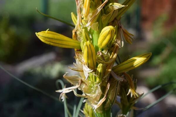 Asphodeline