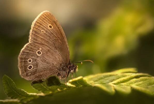 Kaštan Heath Motýl Hmyz Okřídlený - Fotografie zdarma na Pixabay