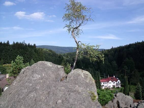 Zahrada - Grulich Alpinum