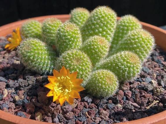 First blooms of the season! (Rebutia fabrisii var. aureiflora WR687 ...