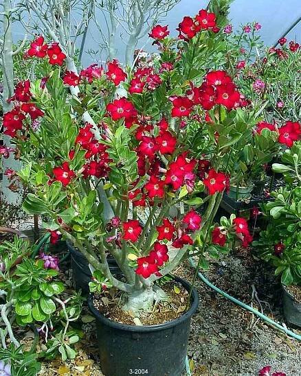 Adenium Species page 1