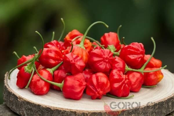 Aji Rainforest