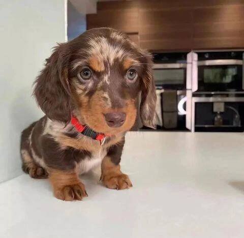 štěňata jezevčíka k adopci - foto 5