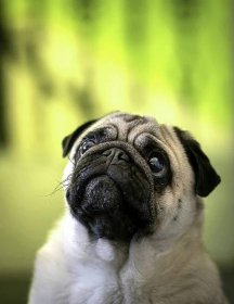 Pugs for Sale in New Jersey {9 Pug Breeders to Look Out For } - YardPals