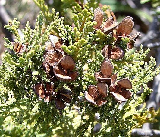 Soubor:Austrocedrus chilensis Maule River.jpg