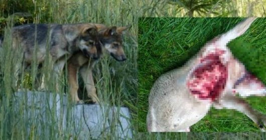 Proč útočí vlci v Beskydech? Mají mláďata! Za roztrhané ovce mohou i pytláci