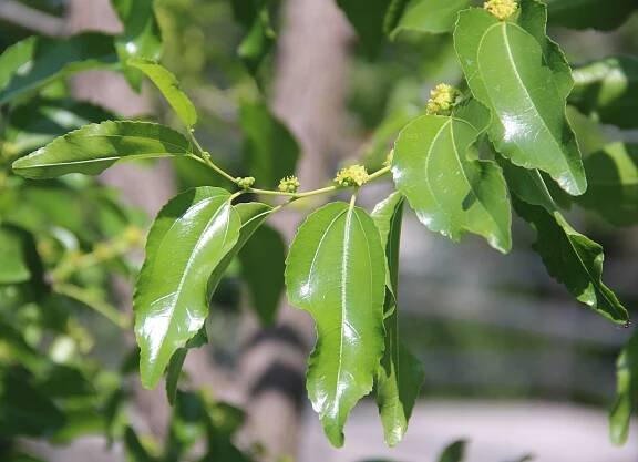 Ziziphus jujuba Mill. - Portale della Flora d'Italia / Portal to the Flora of Italy