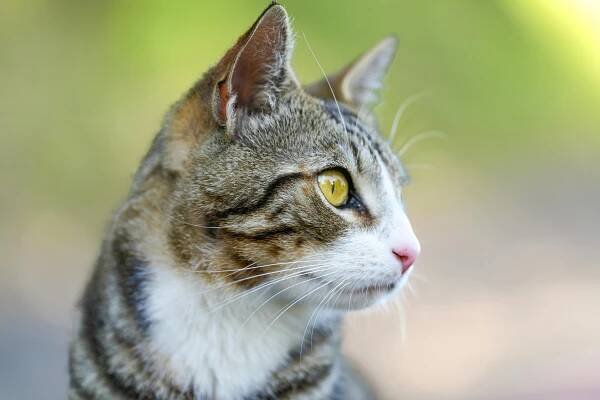 Detailní Portrét Mourovaté Kočky Venku · Základová fotografie zdarma