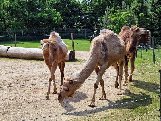 V ZOO Park Vyškov žijí i velbloudi.