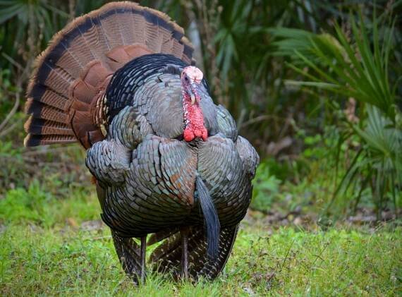 Turkey Hunting 101 - The National Wild Turkey Federation