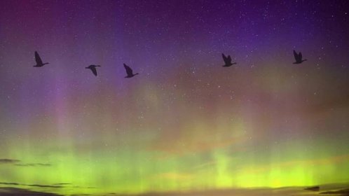Severe space weather is messing up bird migrations, new study suggests