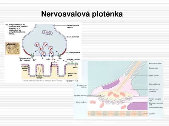 PPT - Ekotoxické účinky pesticidů I. Organofosfáty a karbamáty PowerPoint Presentation - ID:5119066