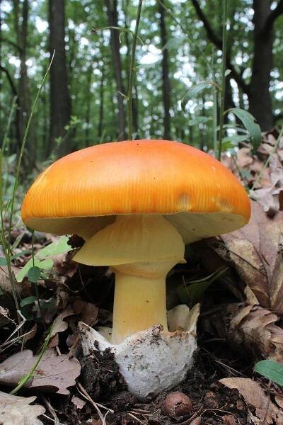 Muchomůrka císařka (Amanita cesarea) - foto: Jiří Burel