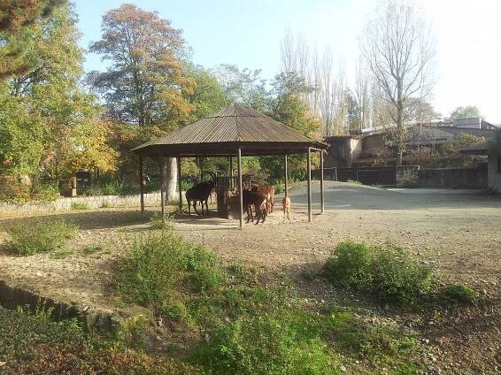 ZOO Dvůr Králové