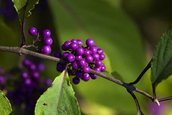 Krásnoplodka japonská (Callicarpa japonica)