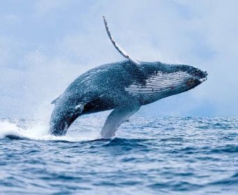 Jeďte se pokochat: 6 míst, kde pozorvat velryby