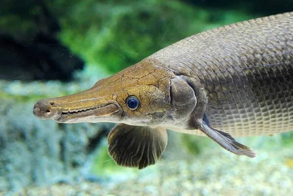 The Largest Fish Still Swimming in U.S. Oceans and Lakes