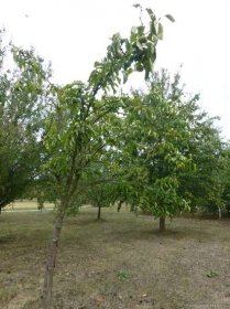 Hrušen písečná - habitus s plody (Pyrus pyrifolia)