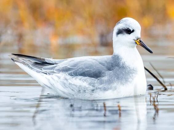  - Red Phalarope