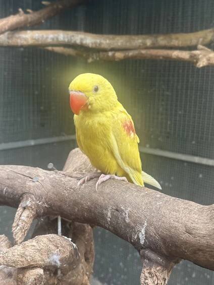 Ad - Parrot4sale