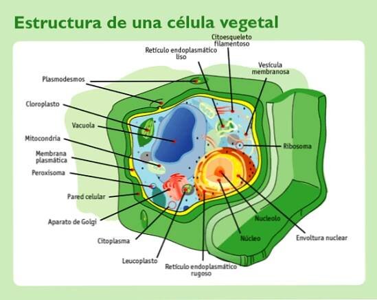 Vakuové funkce a charakteristiky / Biologie | Thpanorama - Udělej si dnes lepší!