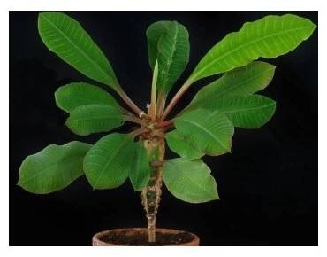 EUPHORBIA leuconeura "Madagaskarský klenot" 5 semen