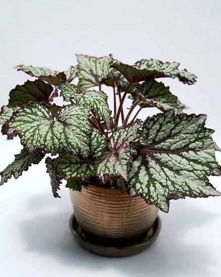 REX BEGONIA