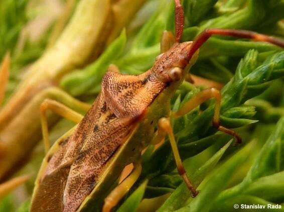 Gonocerus juniperi - vroubenka jalovcová | Coreidae - vroubenkovití | Natura Bohemica