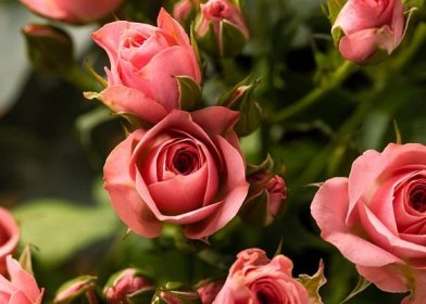 Krása růží může rychle pominout. Nebezpečné nemoci a škůdci je ohrožují po celý rok – Pěstujme.cz – tipy nejen pro zahradu