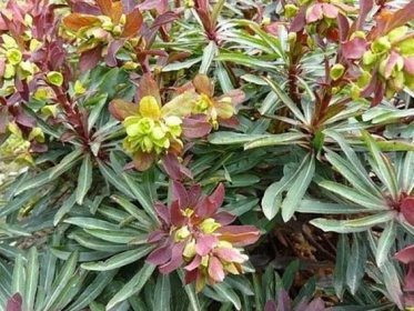 Pryšec mandloňovitý ́Purpurea ́ - Euphorbia amygdaloides 'Purpurea' - Zahradnictví Spomyšl