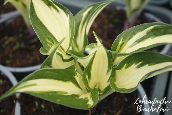 Hosta (bohyška) – Zahradnictví Bouchalovi