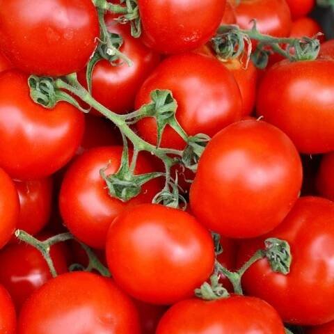 Rajčata Tomino 1 kg | Atojepecka.cz