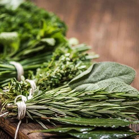 Italienische Kräuter pflanzen, pflegen und mit ihnen kochen