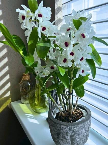 Orchids