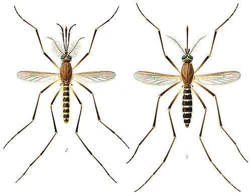 Odborná kresba samce a samice komára Culex quinquefasciatus. Komár má pruhovaný zadeček, u samice na pravé části snímku patrné bodavě sací ústní ústrojí
