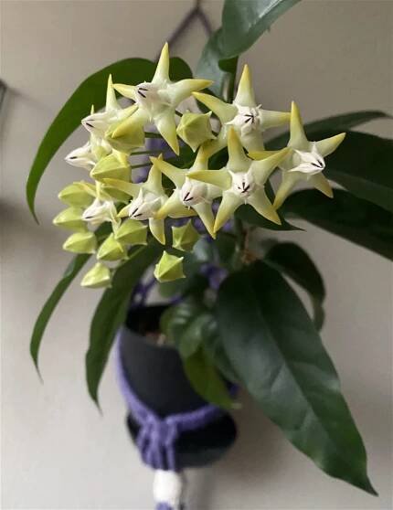 Hoya multiflora flowers