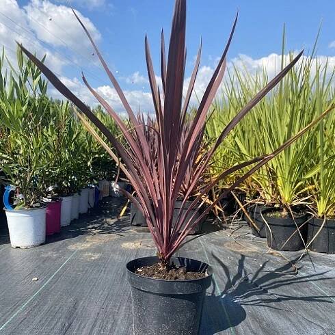 Predaj CORDYLINE AUSTRALIS RED STAR kont 7-10 - 2024
