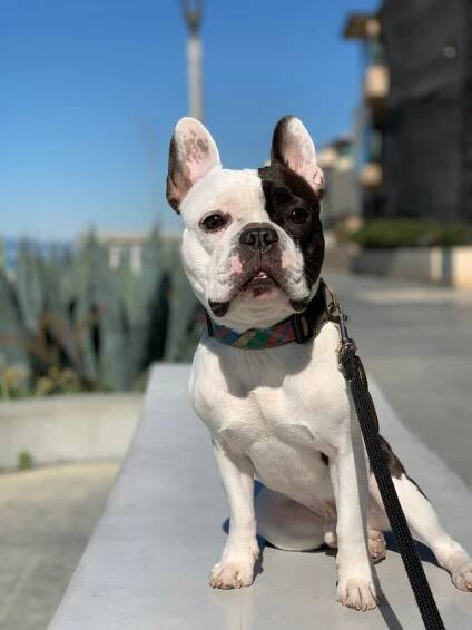 Alfie - Pacific Pups Rescue