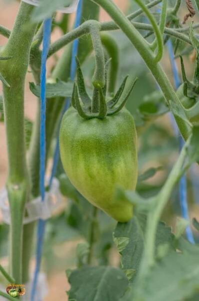 Seedling Follow-up 2018 | Tomatofifou