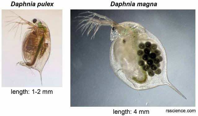Two-most-common-Daphnia-species