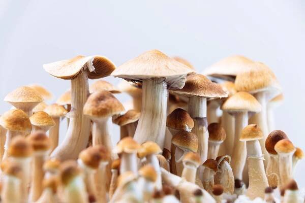Psilocybin May Help Treat Alcohol Addiction, Study Shows