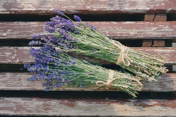 Pin van Vanesa Balasko op Flowers | Lavendel, Lavendel plant, Planten
