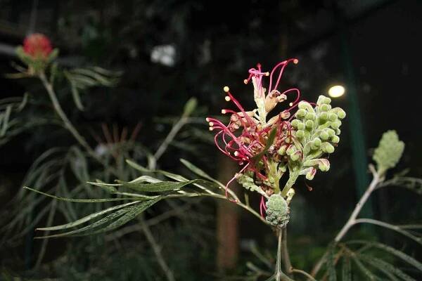Botanická zahrada Liberec.