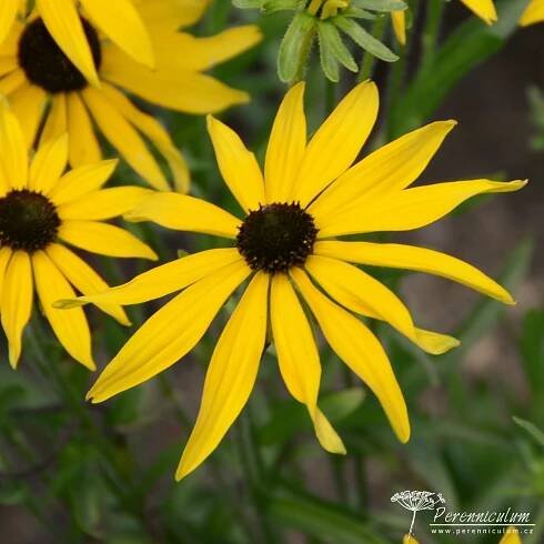 Rudbeckia missouriensis - Perenniculum