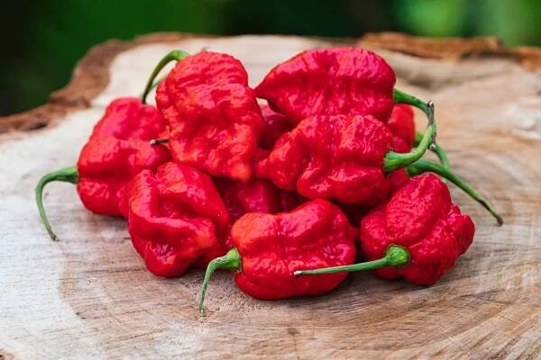 Jigsaw | Chilli semena | Chilli semena | Chilli semínka | Chilli omáčky | GOROL CHILLI