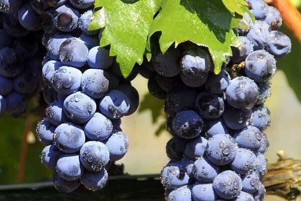 Odrůda hroznů Tempranillo Španělsko: popis, fotografie, recenze